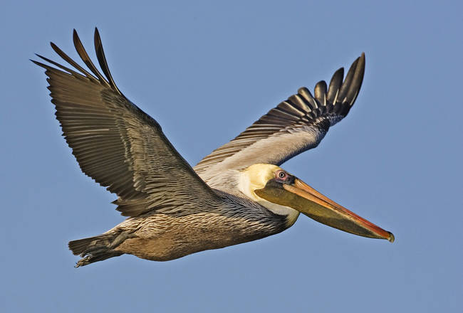 3.) Pelicans