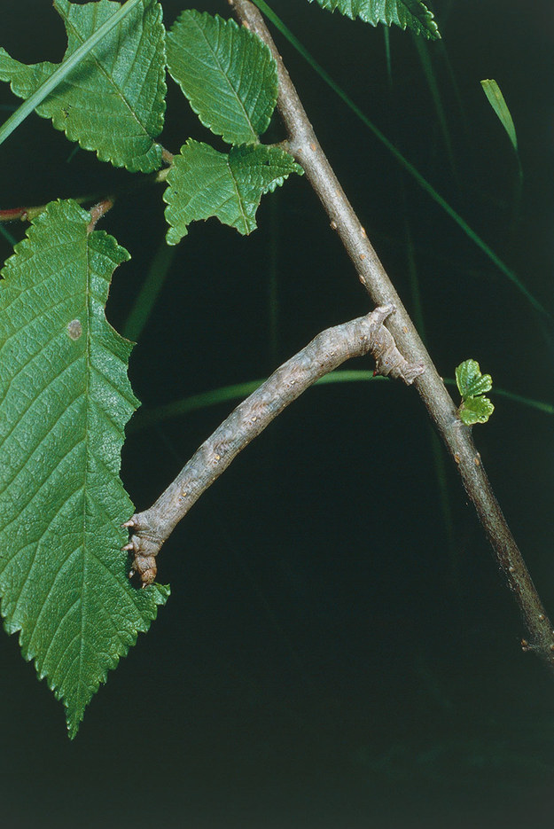 13.) This indiscernible caterpillar: