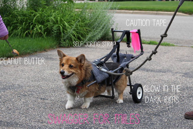 Bentley, the corgi cutie whose owners <a href="https://www.viralnova.com/bentley-on-wheels/" target="_blank">created this customized set of wheels</a>.