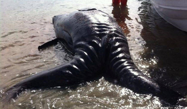 Conjoined Gray Whales