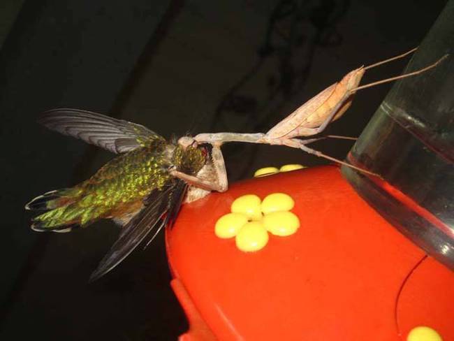 That's when you get scenes like this. Not a pleasant way to go for the hummingbird.