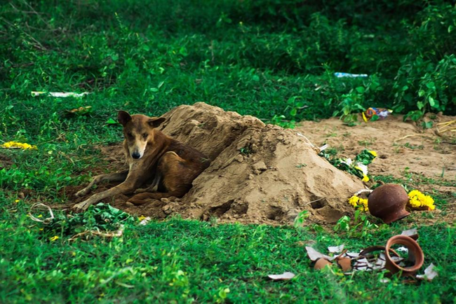 She could immediately see he was in poor condition, clearly having gone without food and water in order to remain at Shri's side. Williams gave him food and water and says she certain there were tears in his eyes.