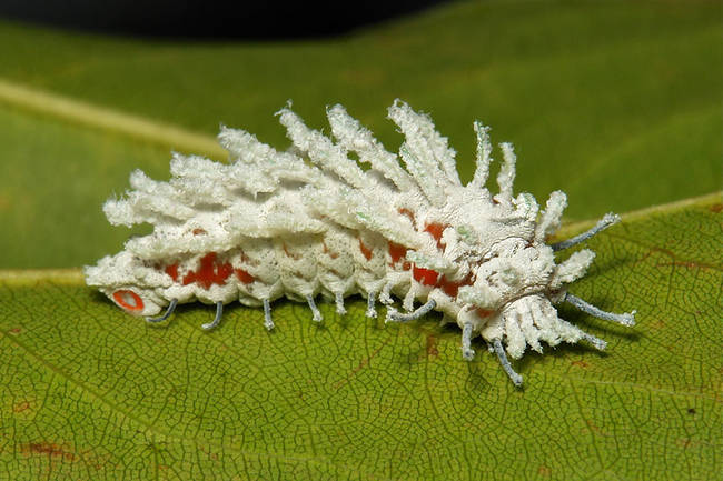 Attacus Atlas