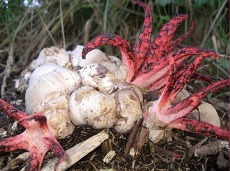 3.) Octopus Stinkhorn. Oh man. Gross!