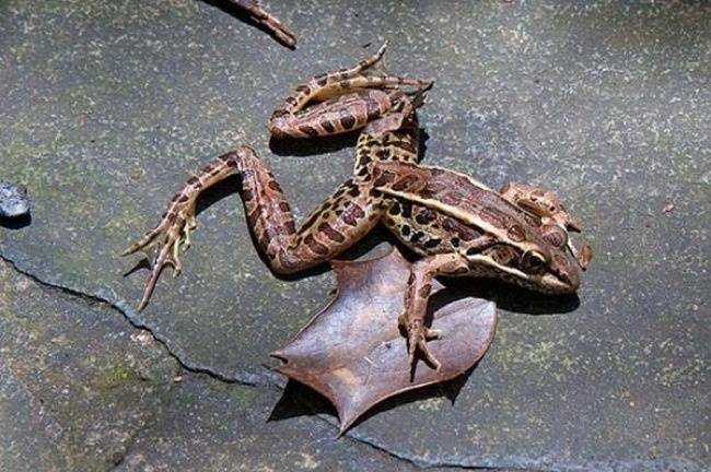 In 1997, a Mexican town had a storm where frogs fell from the sky.