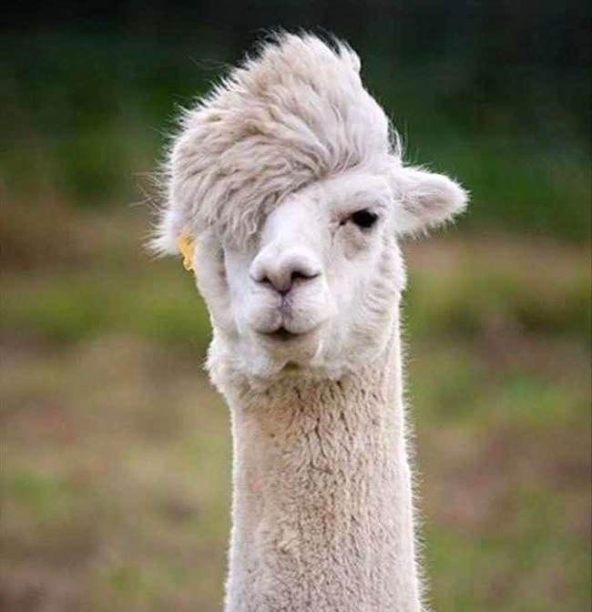 25.) This lovely llama.