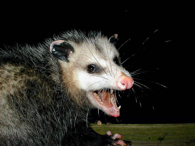 9.) Possum