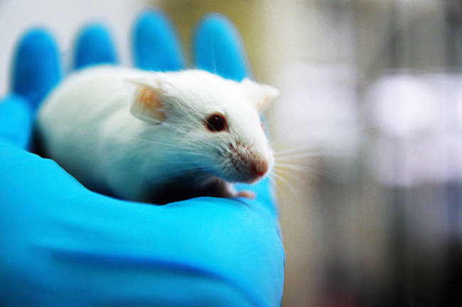 11.) Harvard scientists have not only slowed down the aging process in mice, but have even been able to completely reverse it.