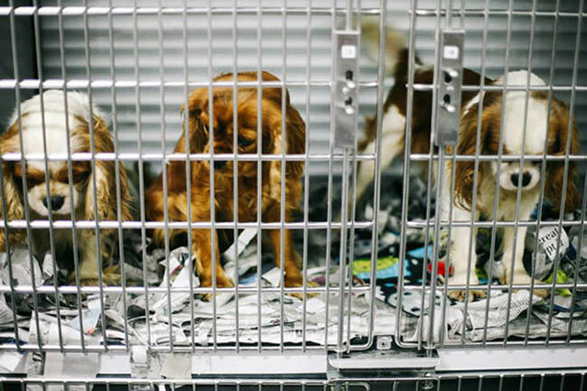 The puppies were discovered in terrible condition, covered in fleas and crammed into crates.