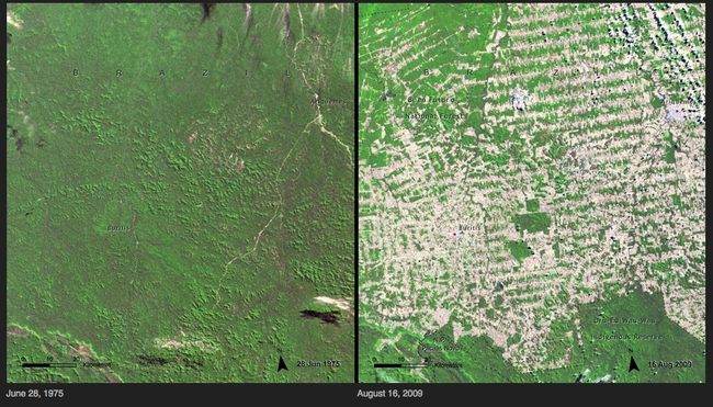 19.) Deforestation - Brazil