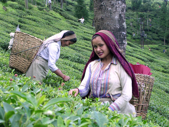 Workers in India pick tea leaves.