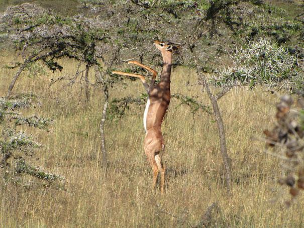 6.) The Gerenuk.