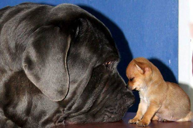 At over 125 pounds, Nero dwarfs his less-than-one-pound pal.