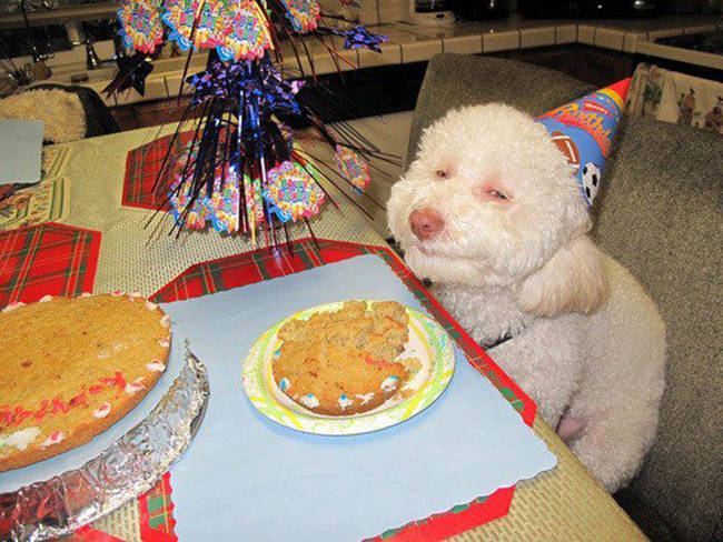 I'm not 100% convinced this happy birthday boy isn't a kid in a dog costume.