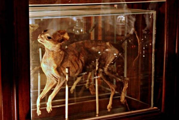 This little dude is one of the many preserved creatures--and parts of creatures--that share Trundle Manor with the human inhabitants.