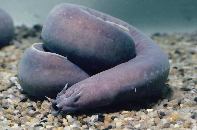 11.) Hagfish