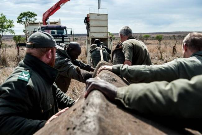 The cost of moving each of these massive animals could be up to $2,000.