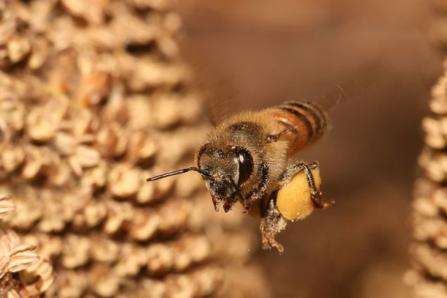 Honey bee: 2.0 on the pain scale. 
“The sensation is like a match head that flips off and burns on your skin.”