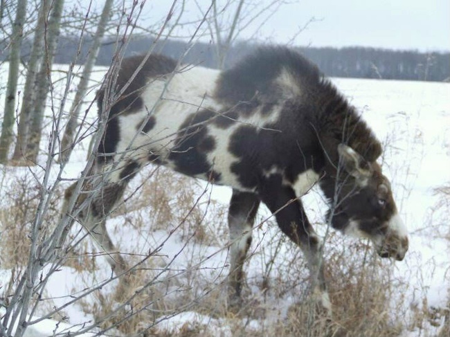 13.) Moose, piebald style.