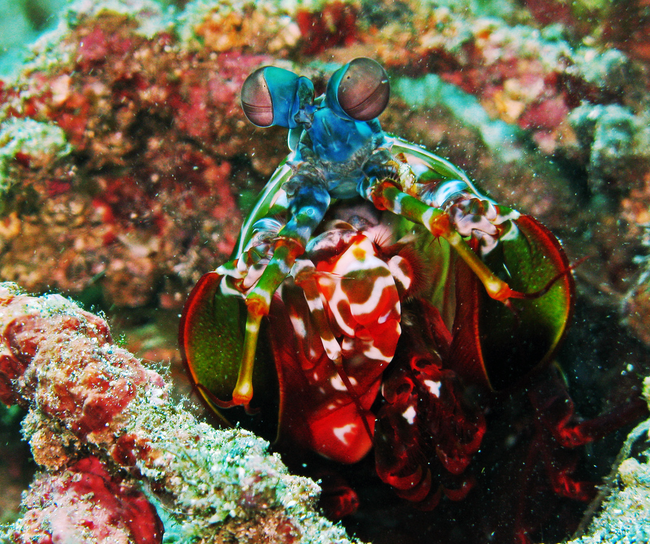 7.) Peacock Mantis Shrimp