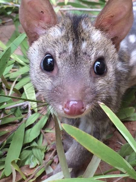 Nursed from a young age to maturity, this program was made possible due to an initiative to reintroduce young quolls to the Flinders Ranges in South Australia.