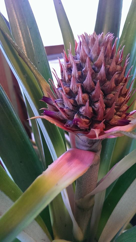 Who knew this is what pineapples looked like as they grow?