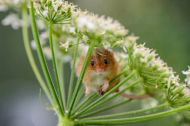 A Queen Anne's Lace flower makes a perfect sunshade if you're a mouse.