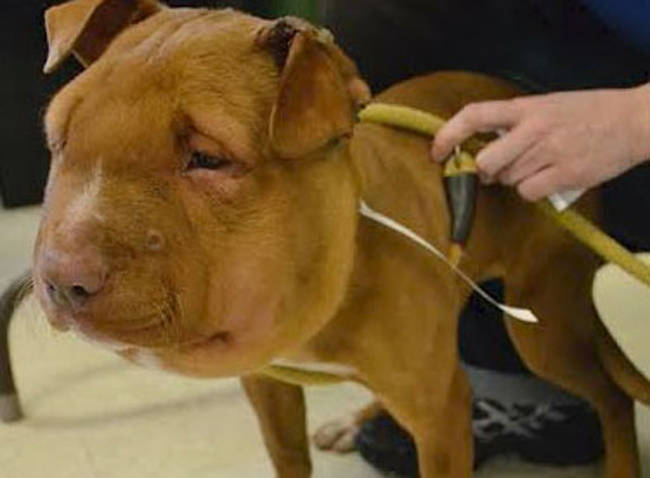 Animal services picked her up and began treating her wounds.