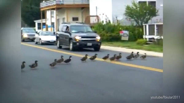 This driver who stopped traffic for this a feathered family.