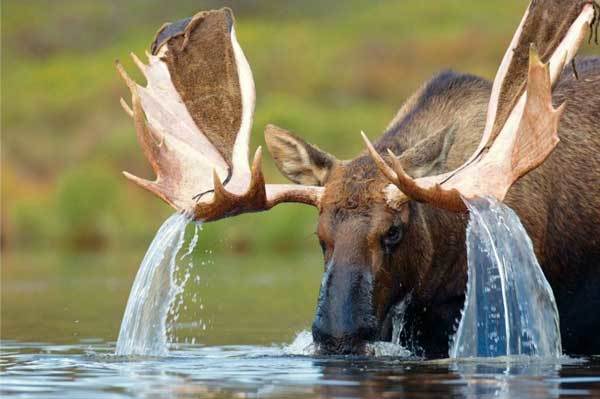 4.) Drunk moose? Not in Alaska.