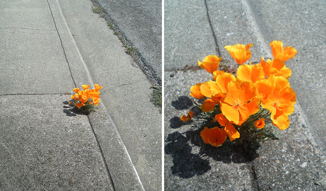 It's like a perfect little street bouquet.