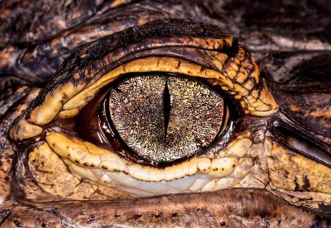 Alligator Eye