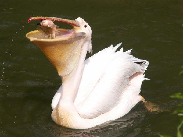 9.) Great White Pelican.