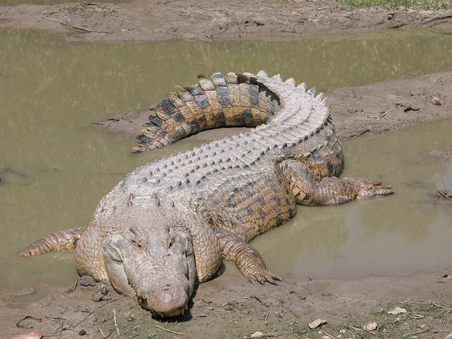 Considered the largest land predator in the world, the saltwater crocodile is also in the Guinness book for most powerful jaw. Truly a double threat.