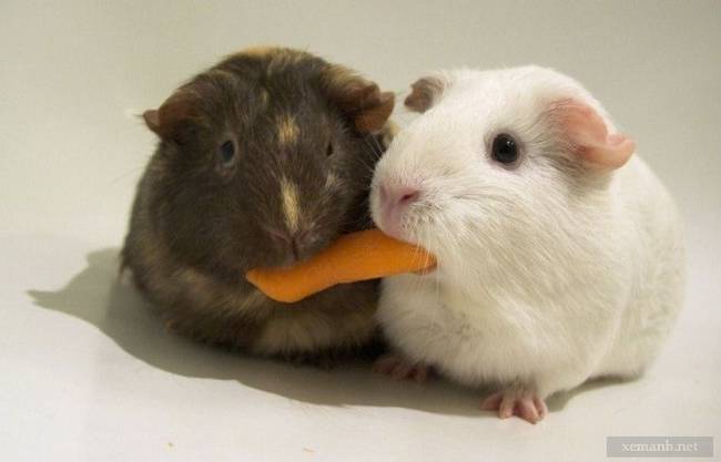 These cuties are sharing a <em>Lady And The Tramp</em> moment, guinea pig style.