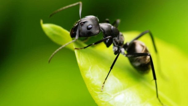 11.) The ant is believed to be the smartest insect, with 250,000 brain cells in its tiny head.