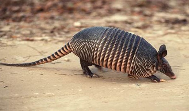 14.) Armadillos almost always give birth to quadruplets.