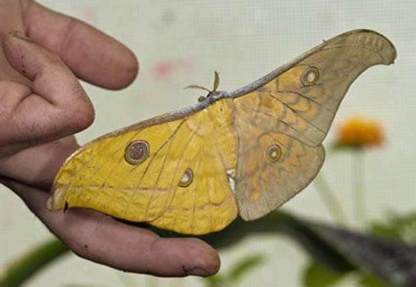 12.) How is this Moth not fake?!