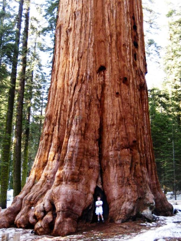 19.) A giant sequoia is the largest living single stem tree in the world, with a height of 275 feet, and an estimated age of 2,300-2,700 years.