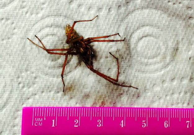 Amanda claims it doesn't look like any British spider she's ever seen. Over two inches long, yikes!