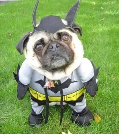 Batpug