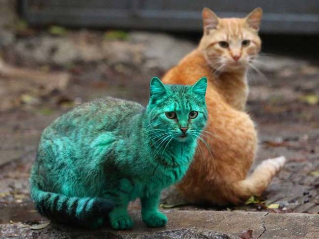 However, this week it came to light that the unnamed cat spends its sleeping hours on an abandoned pile of synthetic green paint in a garage in the city.