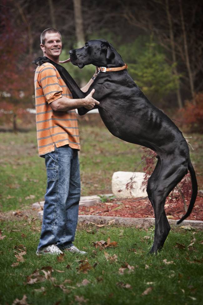 This is Zeus, who held the record for largest dog ever at 7' 4" when standing on his hind legs.