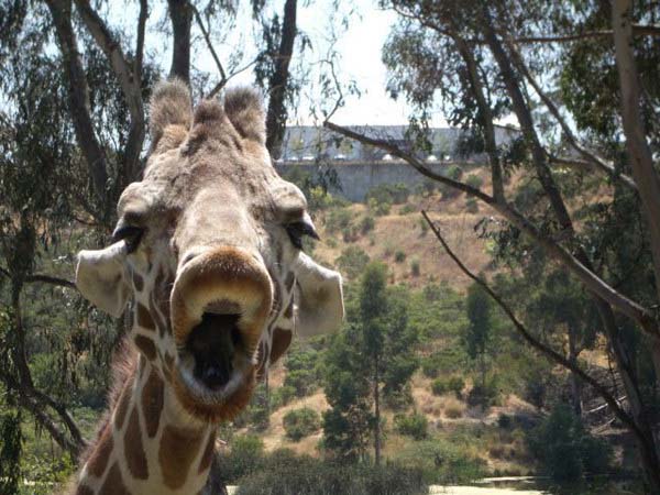 6.) Giraffe selfies always show tongue.