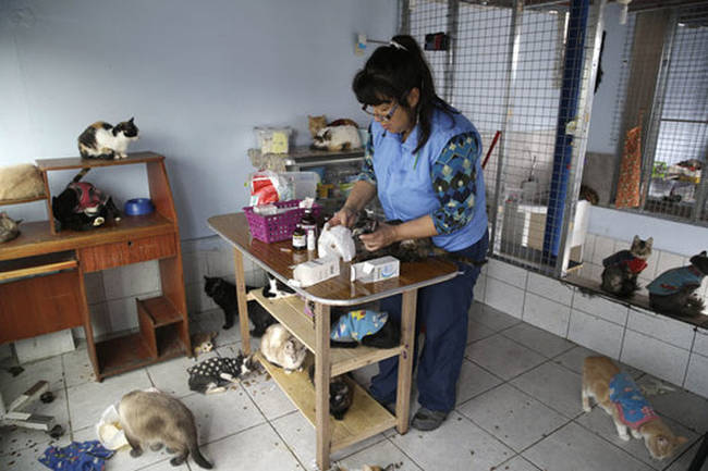 This nurse in Peru who lives with and cares for <a href="https://www.viralnova.com/cat-nurse/" target="_blank">175 cats who all suffer from feline leukemia</a>.