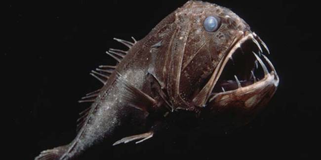 The Fangtooth Fish.