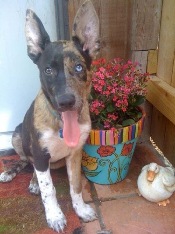 This two-faced dog is just perfect, even if she is unusual.