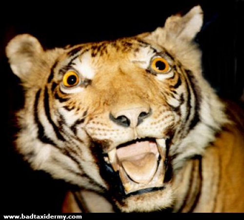 8.) I've never seen a tiger look like a deer in the headlights.