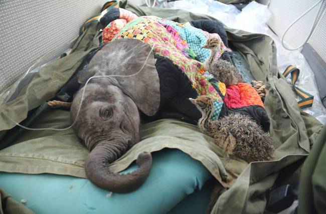 12.) This baby elephant was discovered injured at the bottom of a well. On the way to the wildlife trust that would help him recover, two baby ostriches eased his fear of flying.