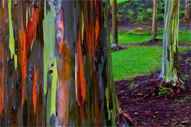 Rainbow eucalyptus trees are tropical, and these can be found on the island of Kauai in Hawaii.